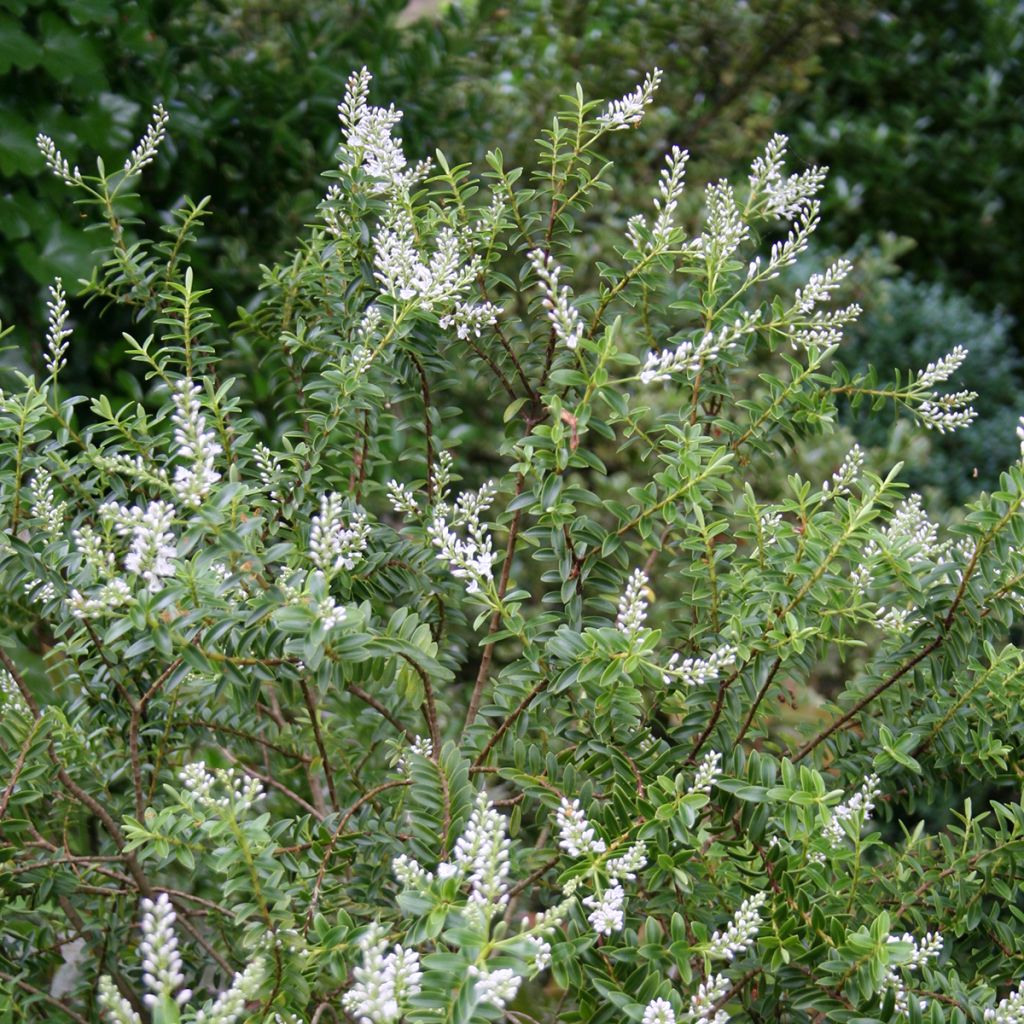 Hebe Peter Chapple - Strauchveronika