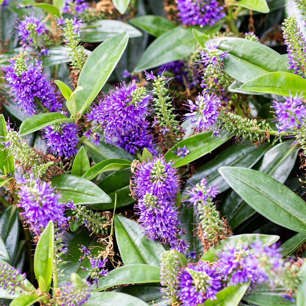 Hebe Blue Gem - Strauchveronika