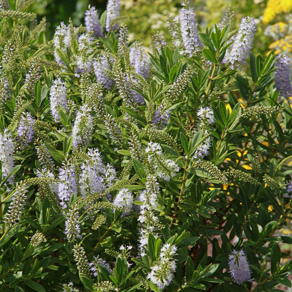 Hebe Wiri Image - Strauchveronika