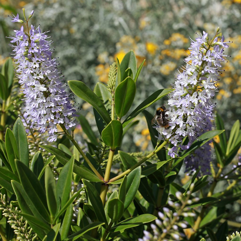 Hebe Wiri Image - Strauchveronika