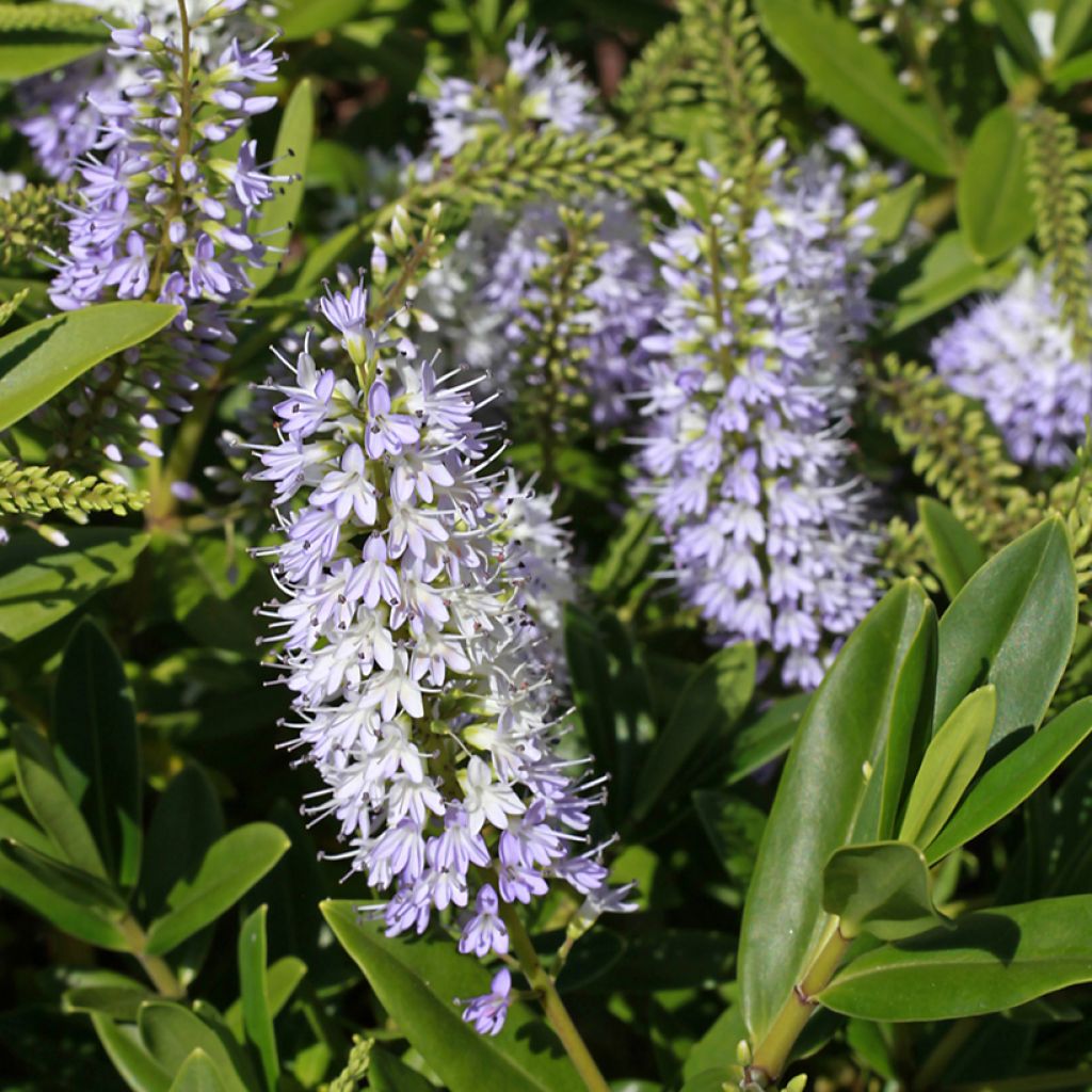 Hebe Wiri Image - Strauchveronika