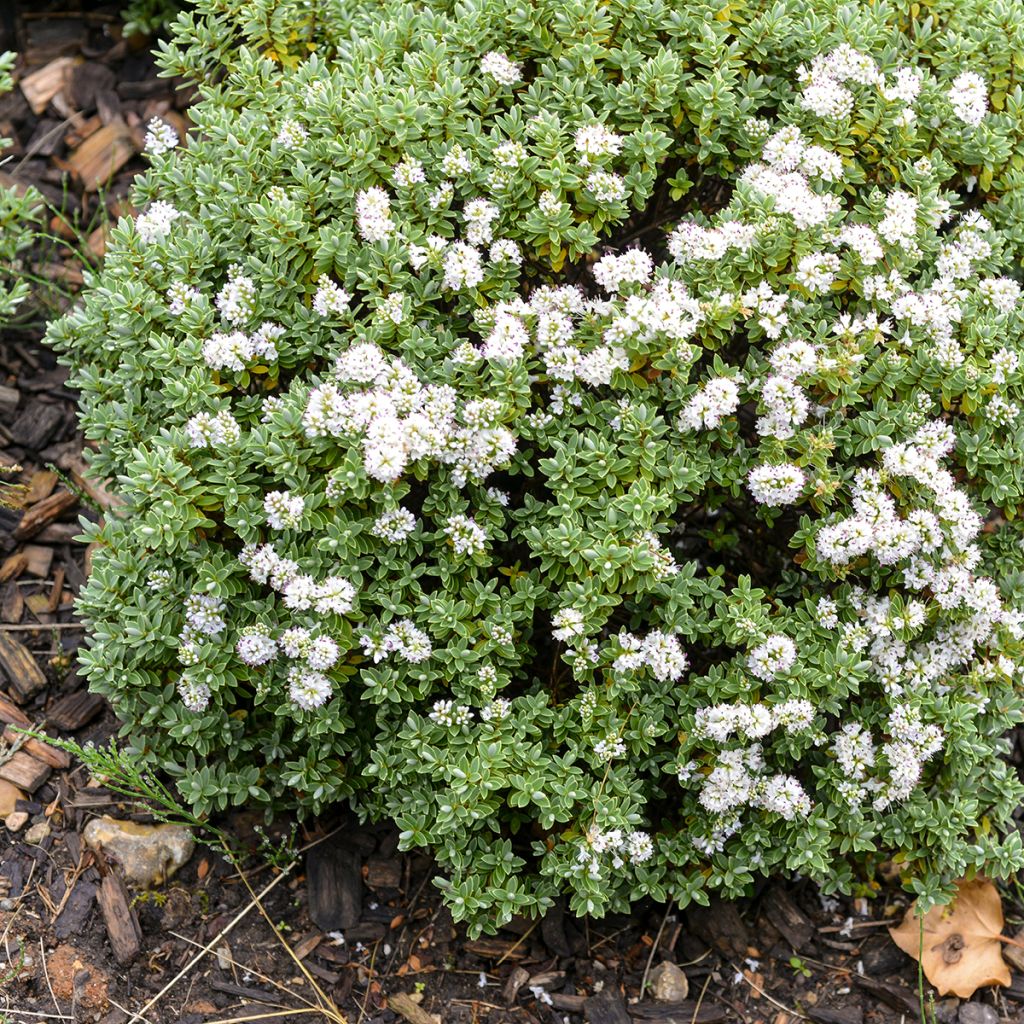 Hebe topiaria  - Strauchveronika