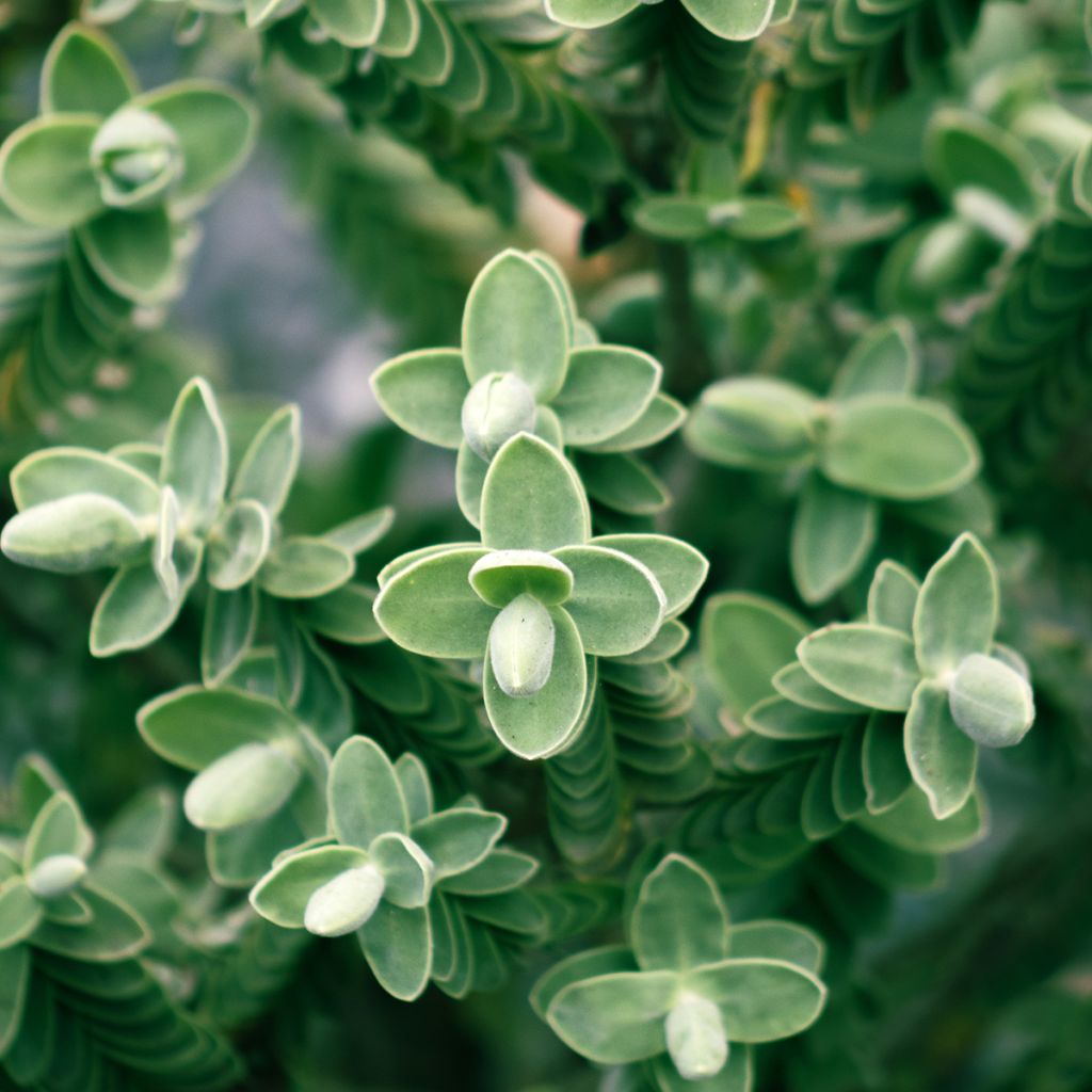 Hebe topiaria  - Strauchveronika