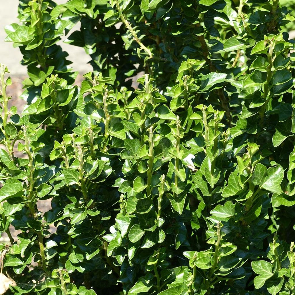 Efeu Erecta - Hedera helix