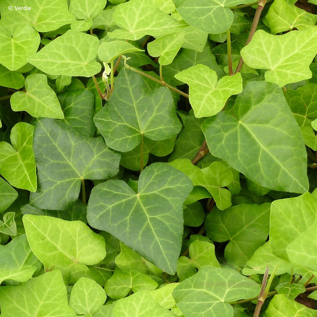 Hedera algeriensis Algerian Bellecour - Algerischer Efeu