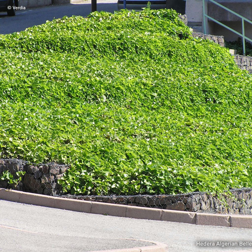 Hedera algeriensis Algerian Bellecour - Algerischer Efeu