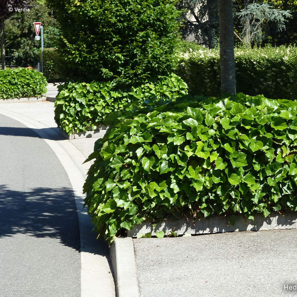 Hedera algeriensis Algerian Bellecour - Algerischer Efeu