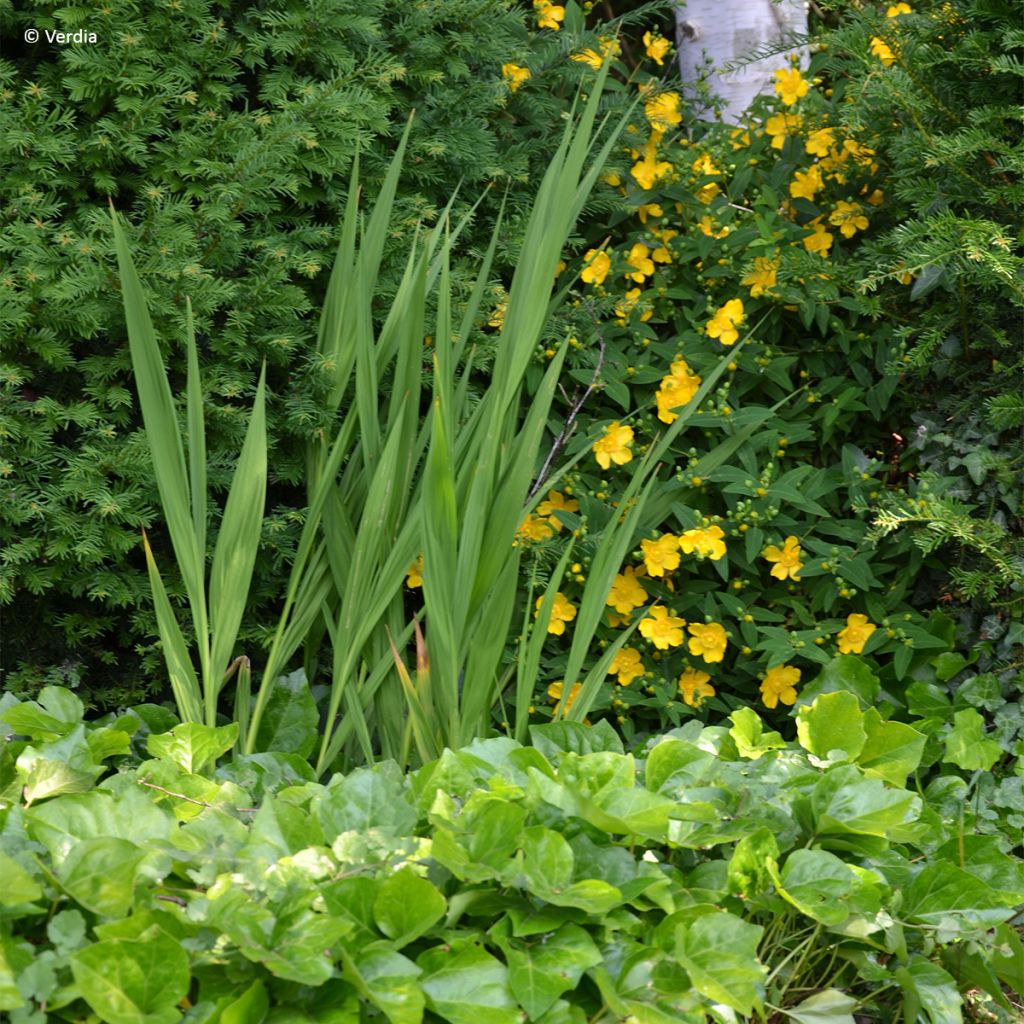 Hedera algeriensis Algerian Bellecour - Algerischer Efeu
