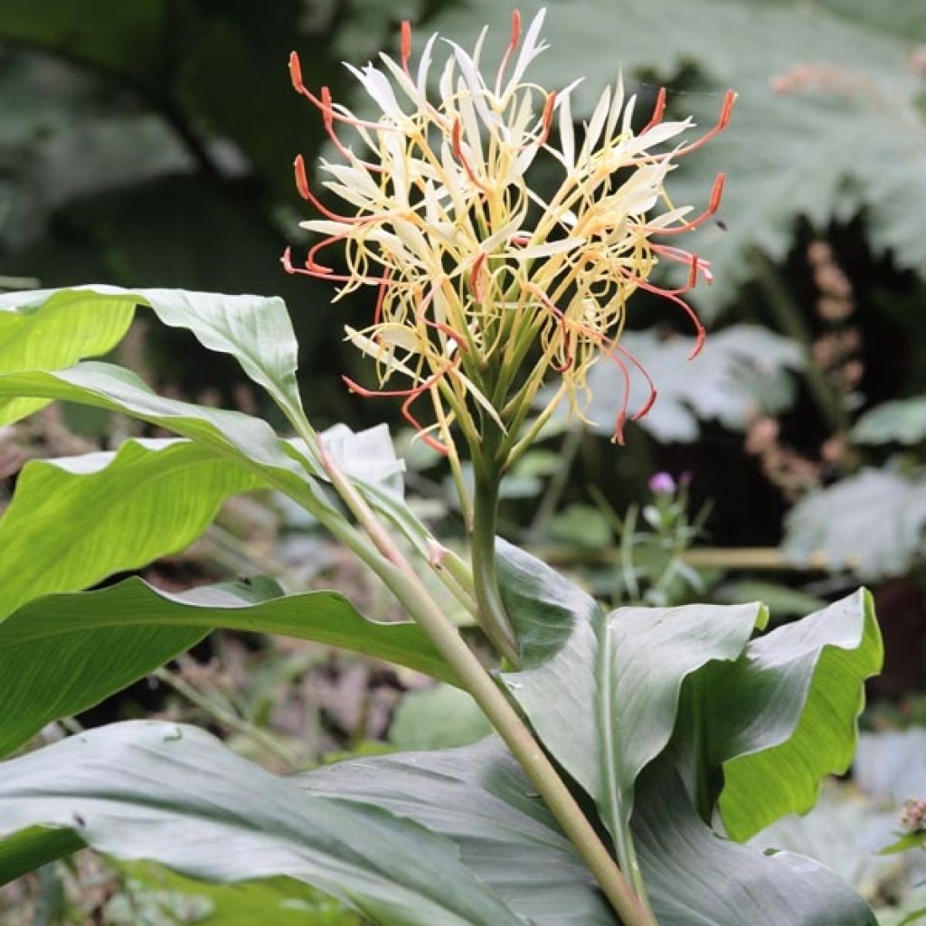 Hedychium yunnanense - Schmetterlingsingwer