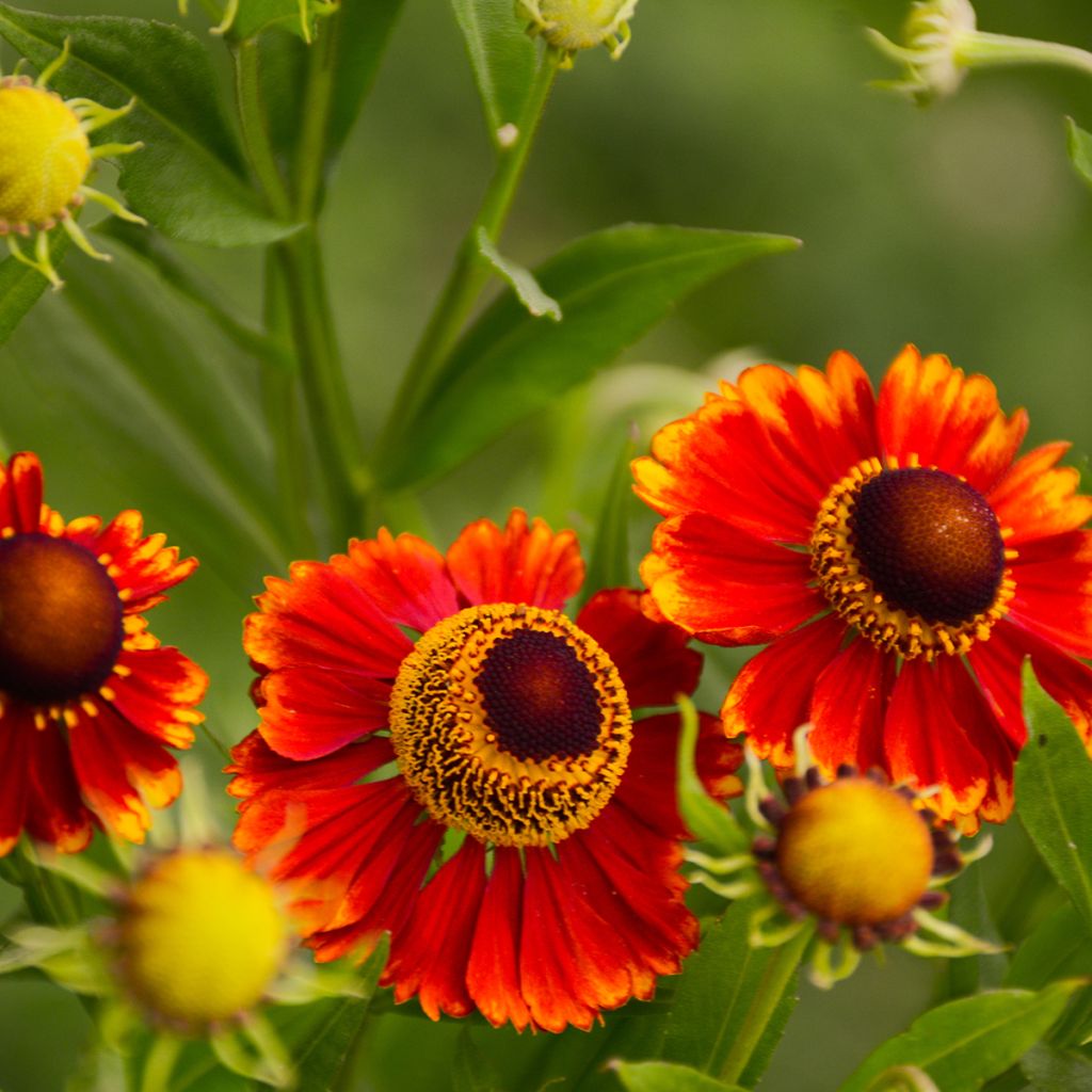 Sonnenbraut Dunkle Pracht - Helenium