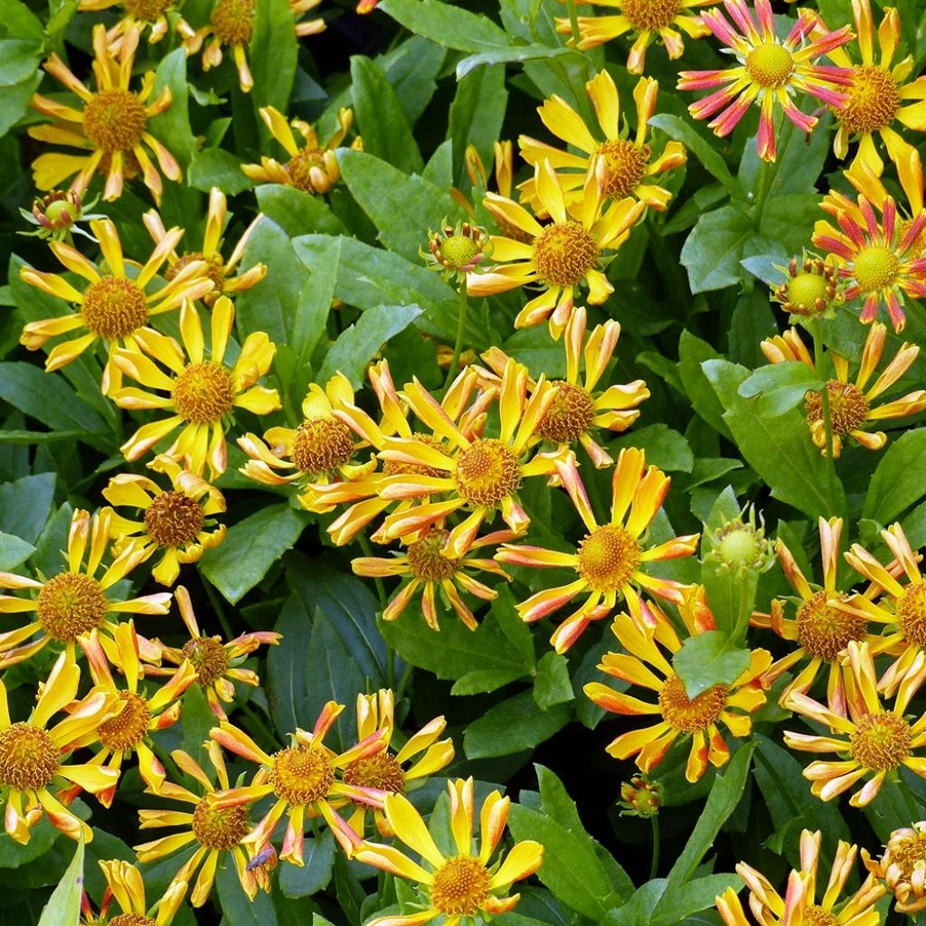 Sonnenbraut Fancy Fan - Helenium