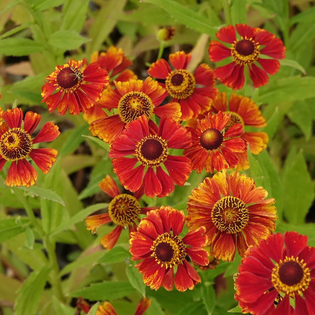 Sonnenbraut Flammendes Katchen - Helenium