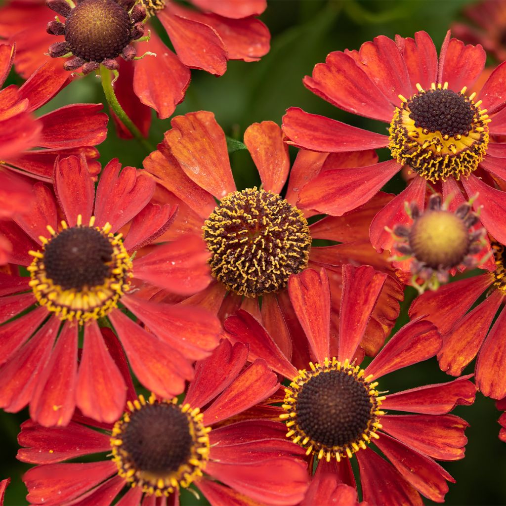 Sonnenbraut Red Jewel - Helenium