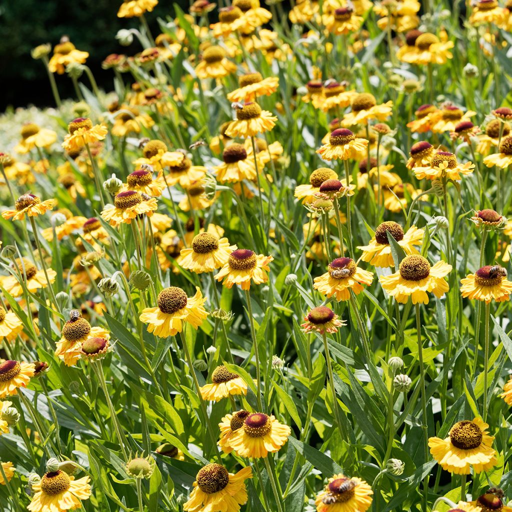 Sonnenbraut Windley - Helenium