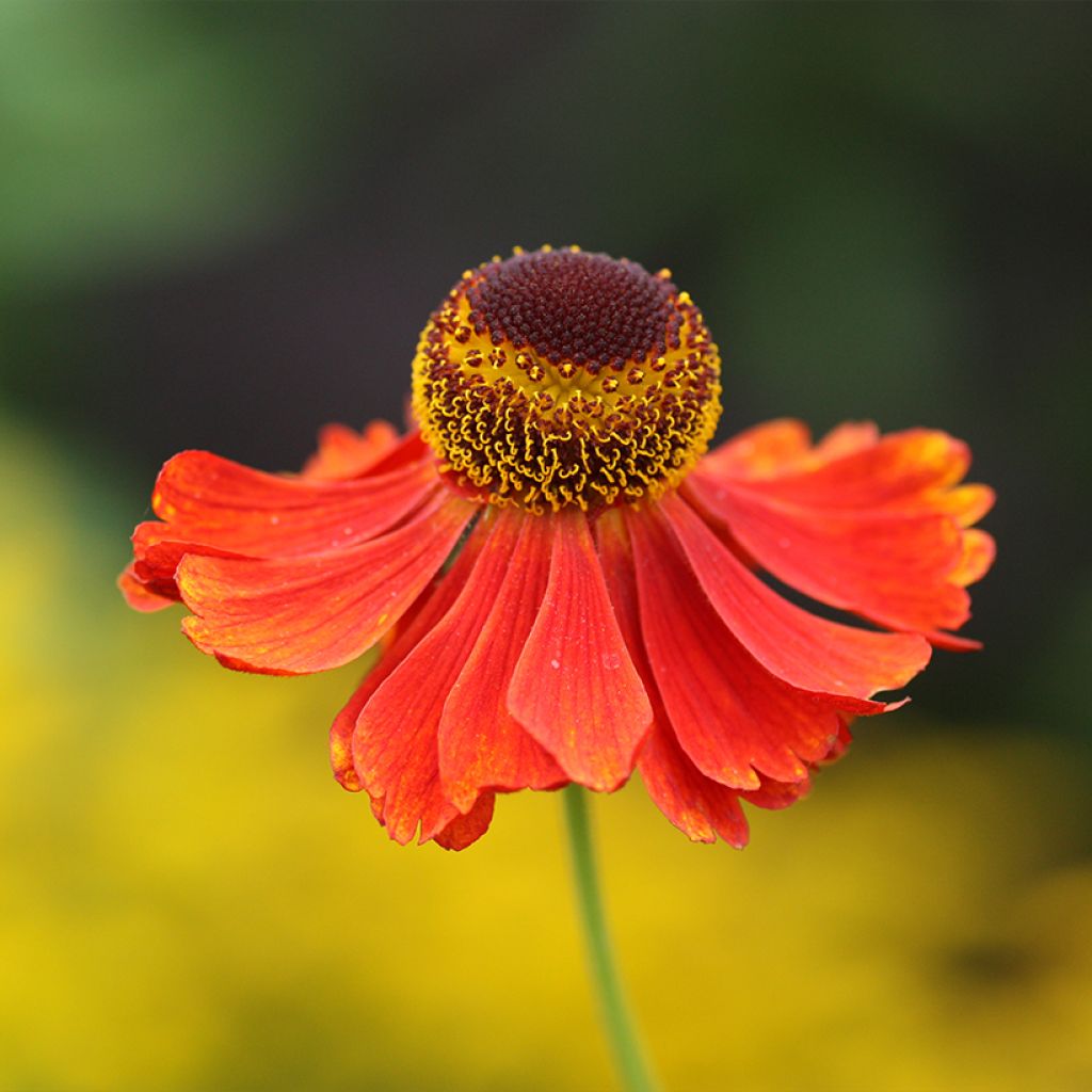 Sonnenbraut Moerheim Beauty - Helenium