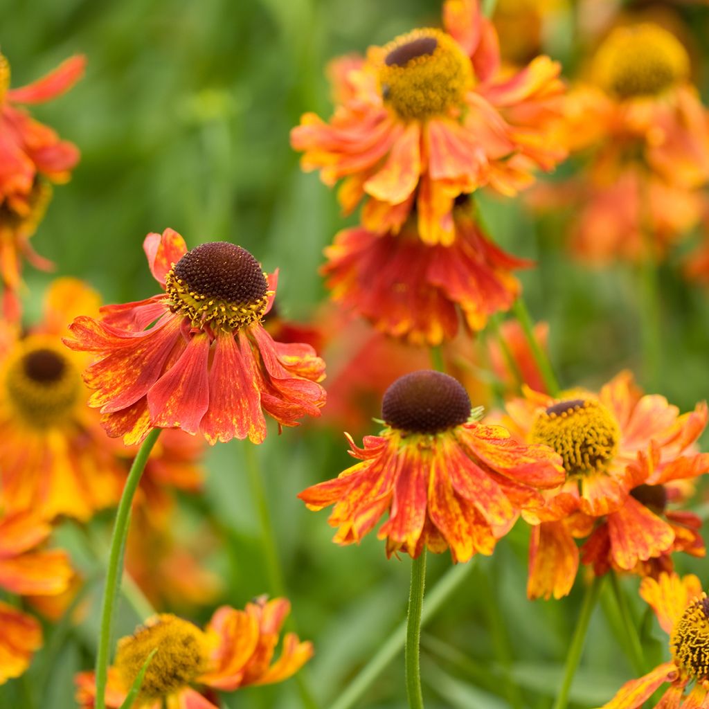 Sonnenbraut Moerheim Beauty - Helenium