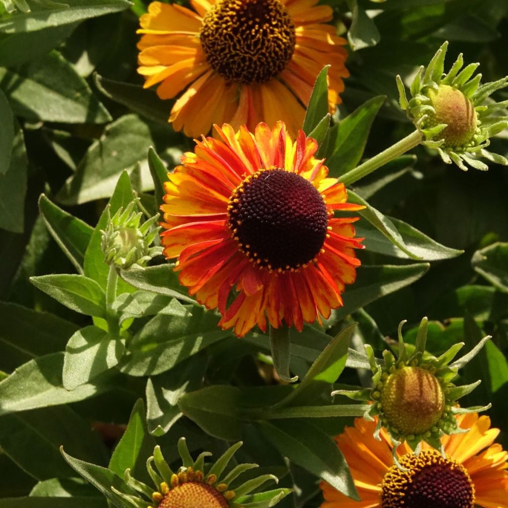 Sonnenbraut Short' n'Sassy - Helenium