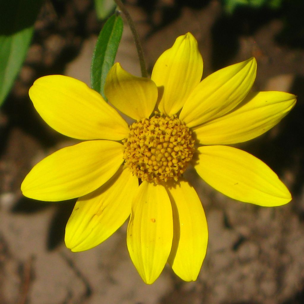 Helianthella quinquernervis - Fünfnervige Zwergsonnenblume