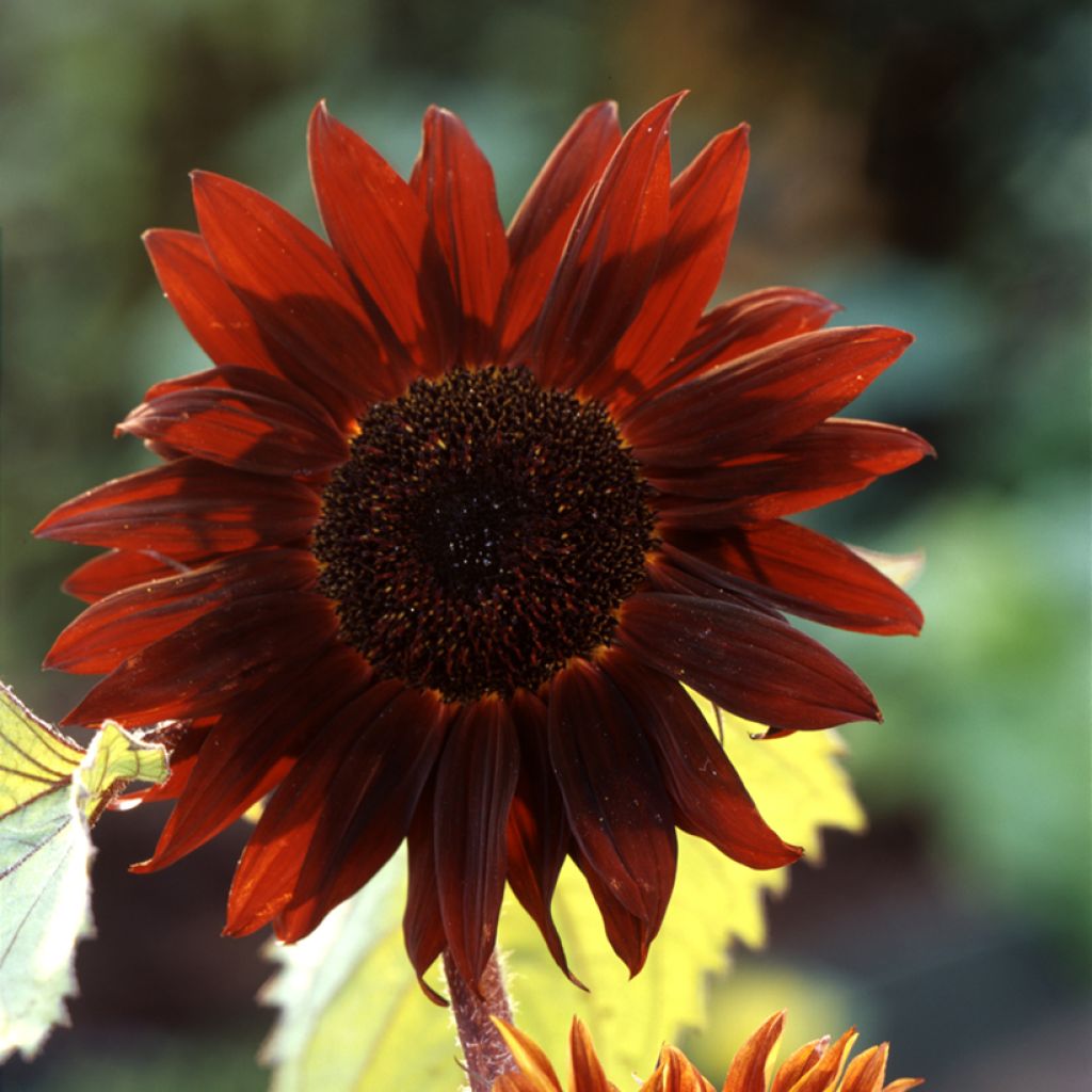 Gemeine Sonnenblume F1 Claret - Helianthus