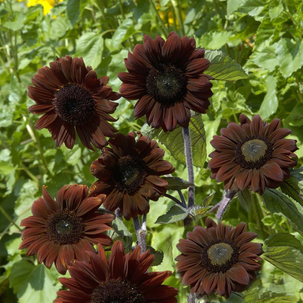 Gemeine Sonnenblume F1 Claret - Helianthus