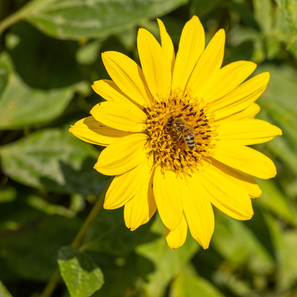 Helianthus decapetalus Capenoch Star - Zehnstrahlige Sonnenblume