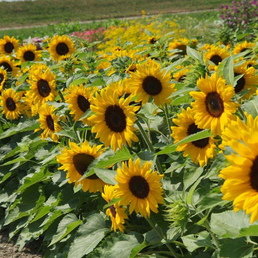 Gemeine Sonnenblume F1 Little Dorrit - Helianthus