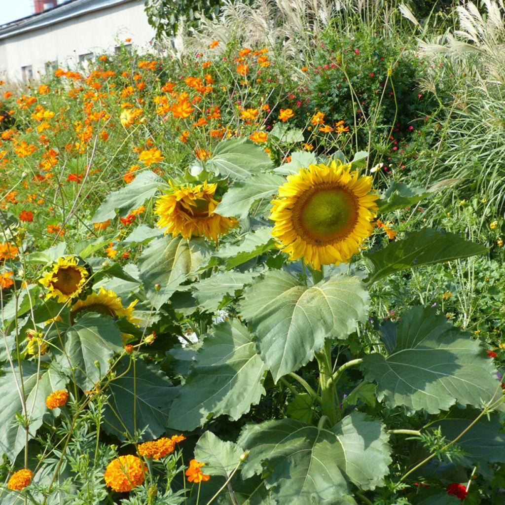 Gemeine Sonnenblume Sunspot - Helianthus