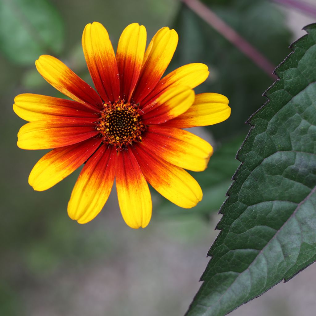 Heliopsis helianthoides var. scabra Burning Hearts - Sonnenauge