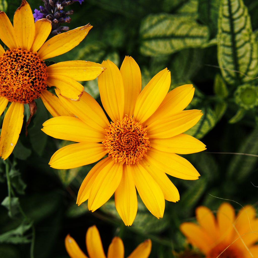Heliopsis helianthoïdes Loraine Sunshine - Sonnenauge