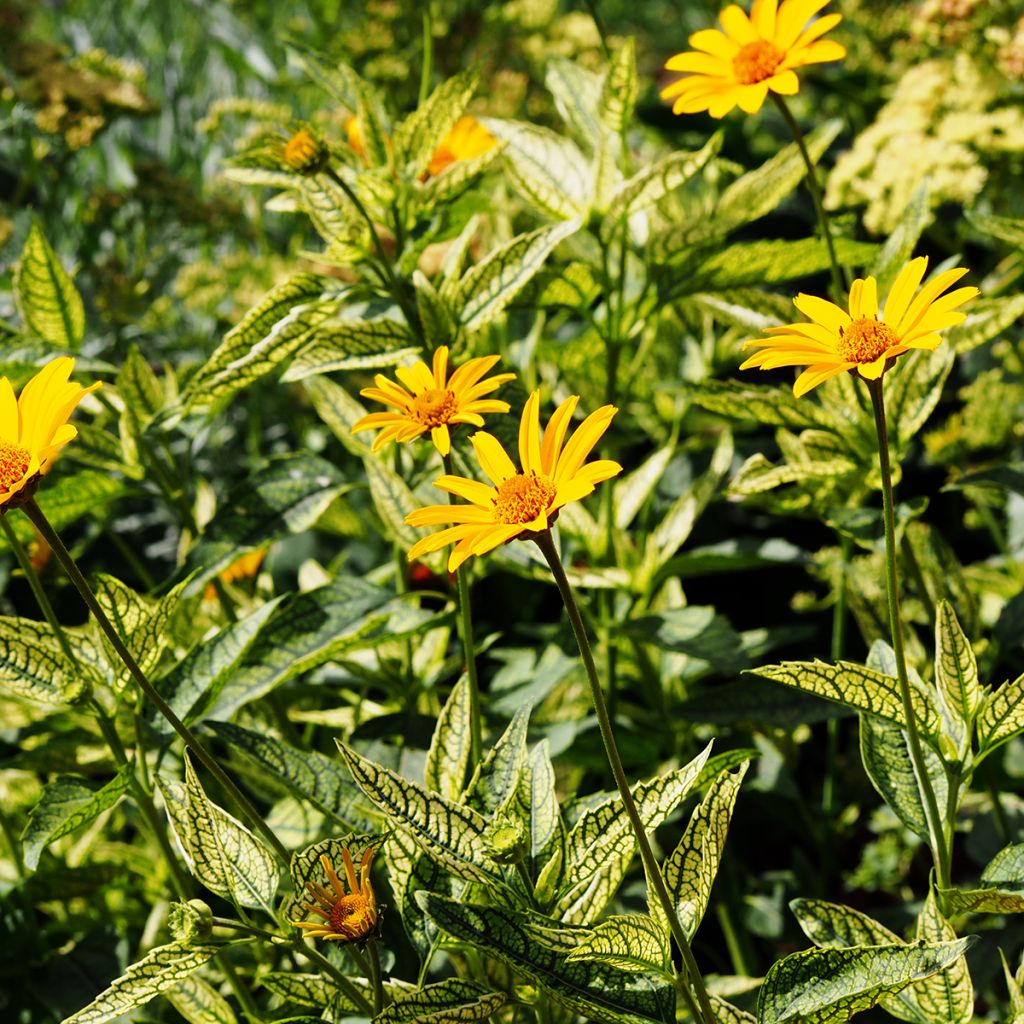 Heliopsis helianthoïdes Loraine Sunshine - Sonnenauge