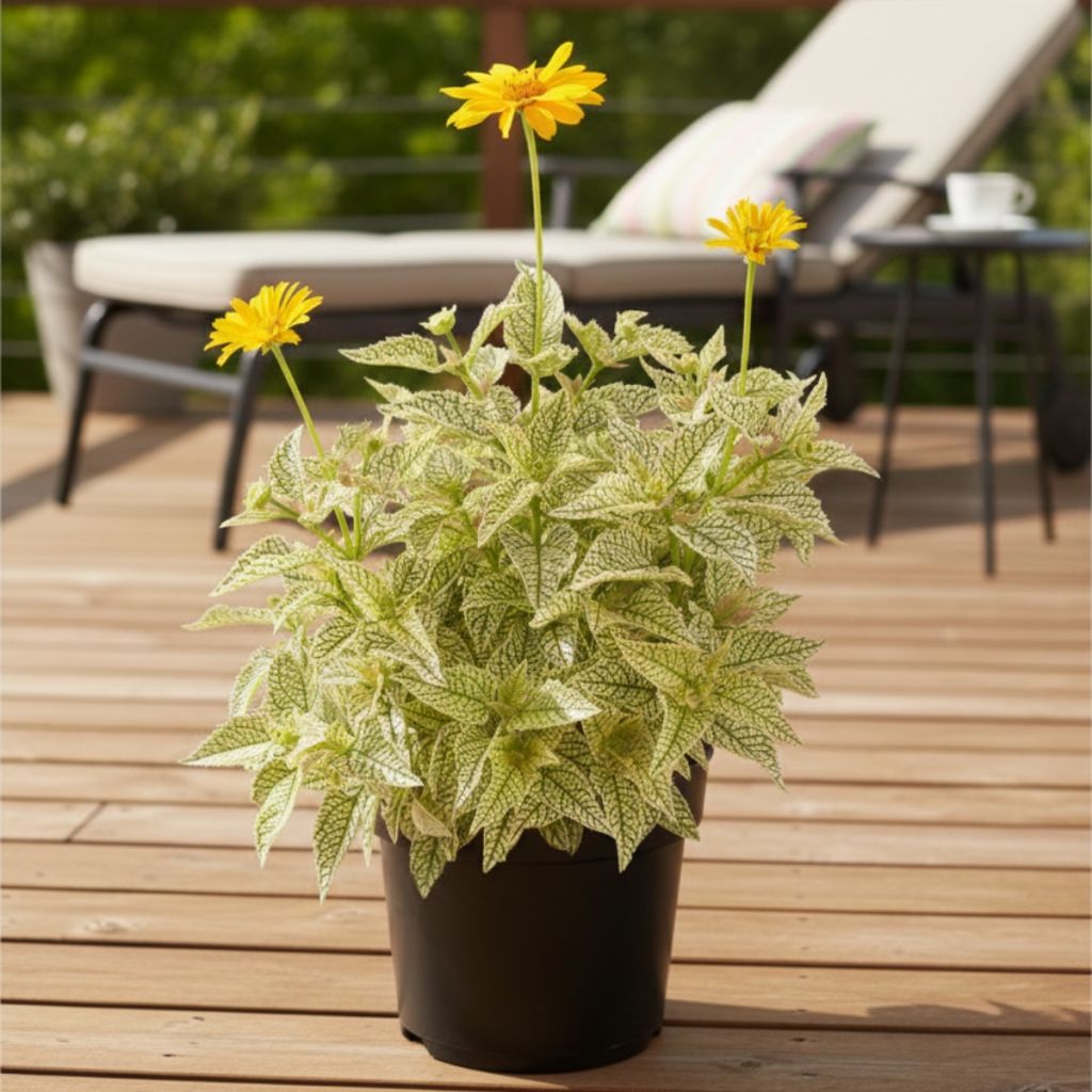 Heliopsis helianthoides Solar Flare - Sonnenauge