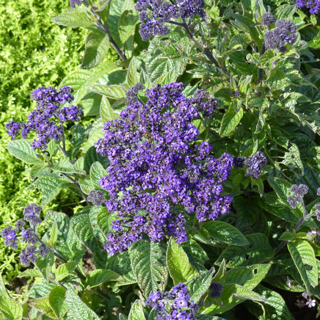 Heliotropium arborescens Pérou Marine (Samen) - Vanilleblume