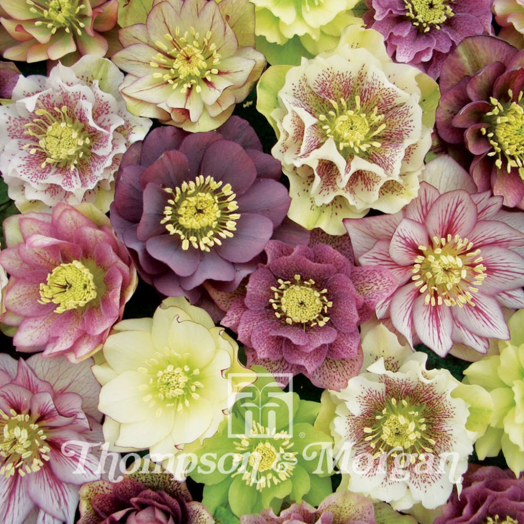 Helleborus orientalis Washfield Doubles (Samen)