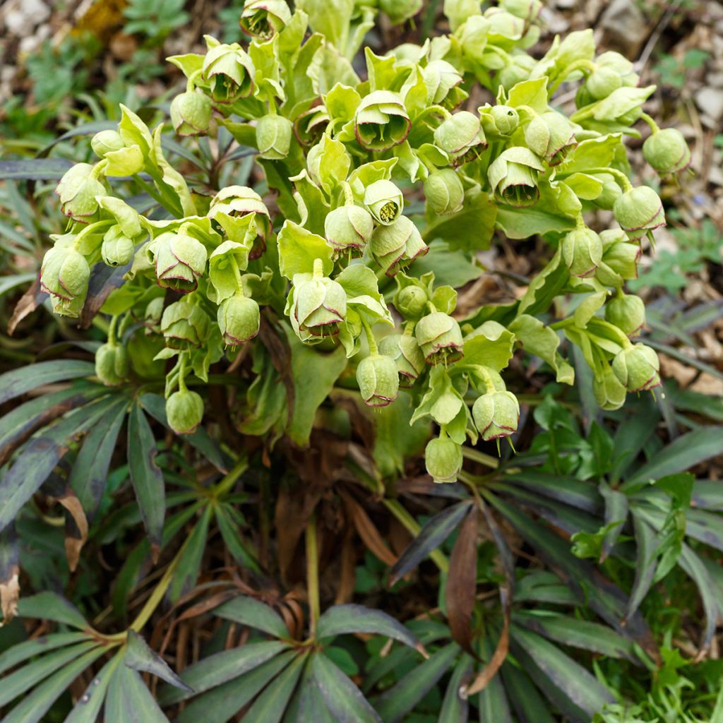 Helleborus foetidus