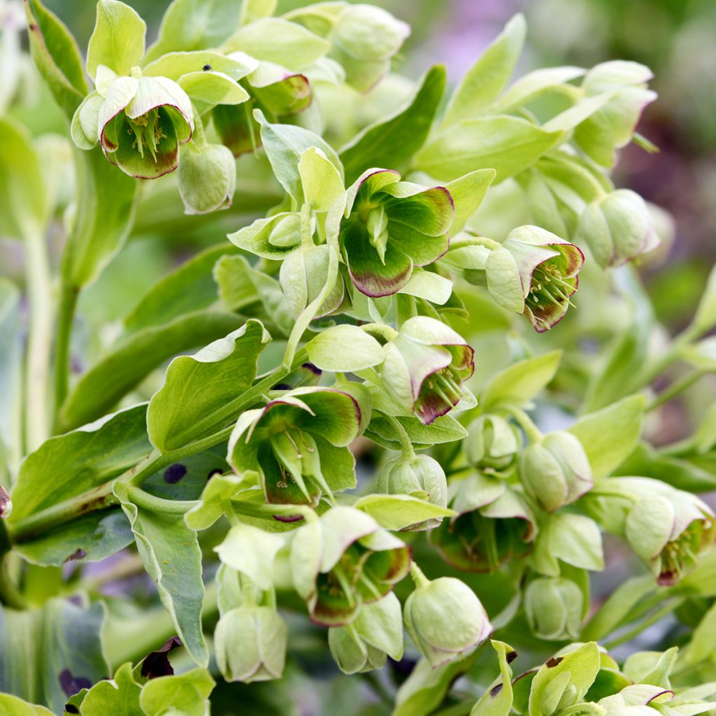 Helleborus foetidus