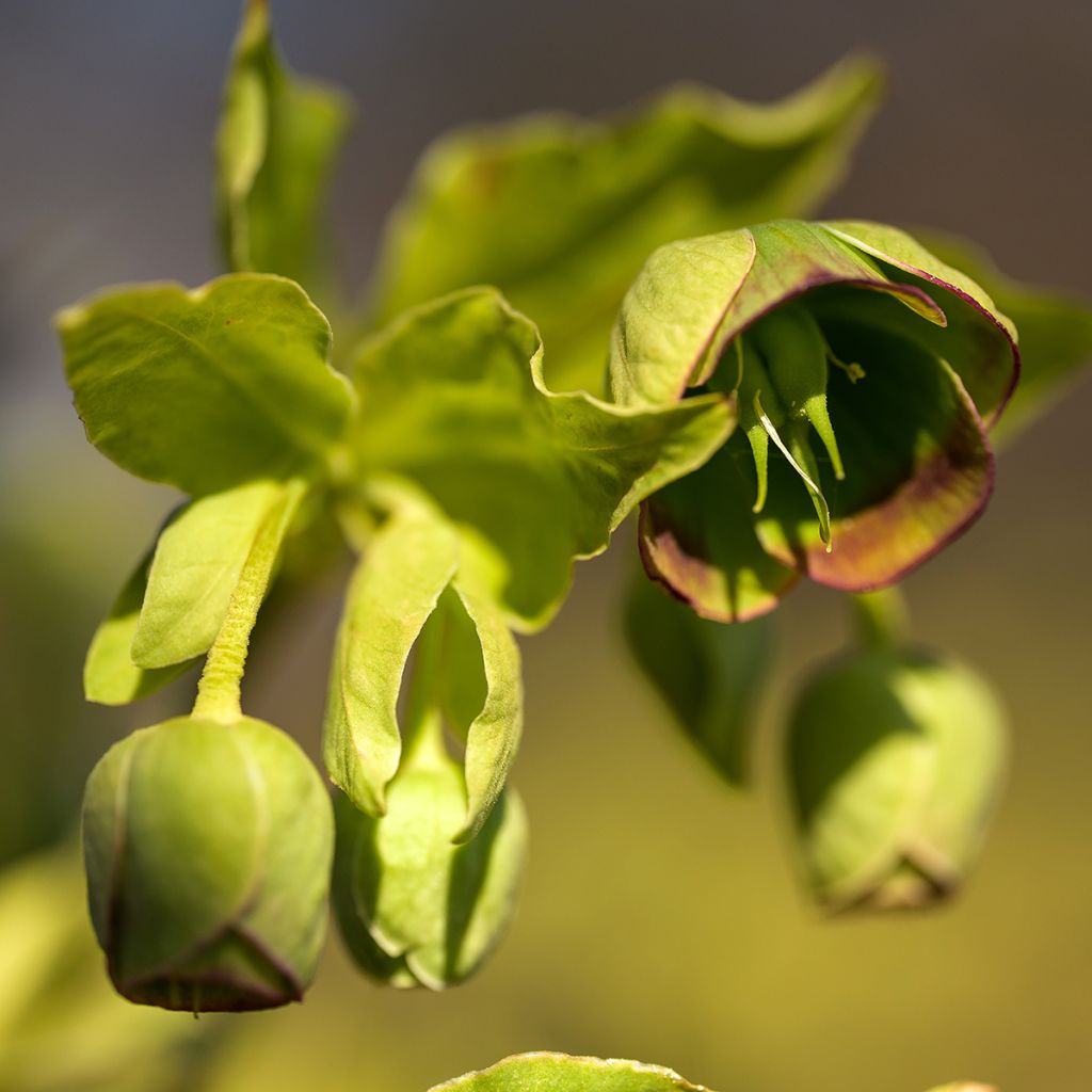Helleborus foetidus
