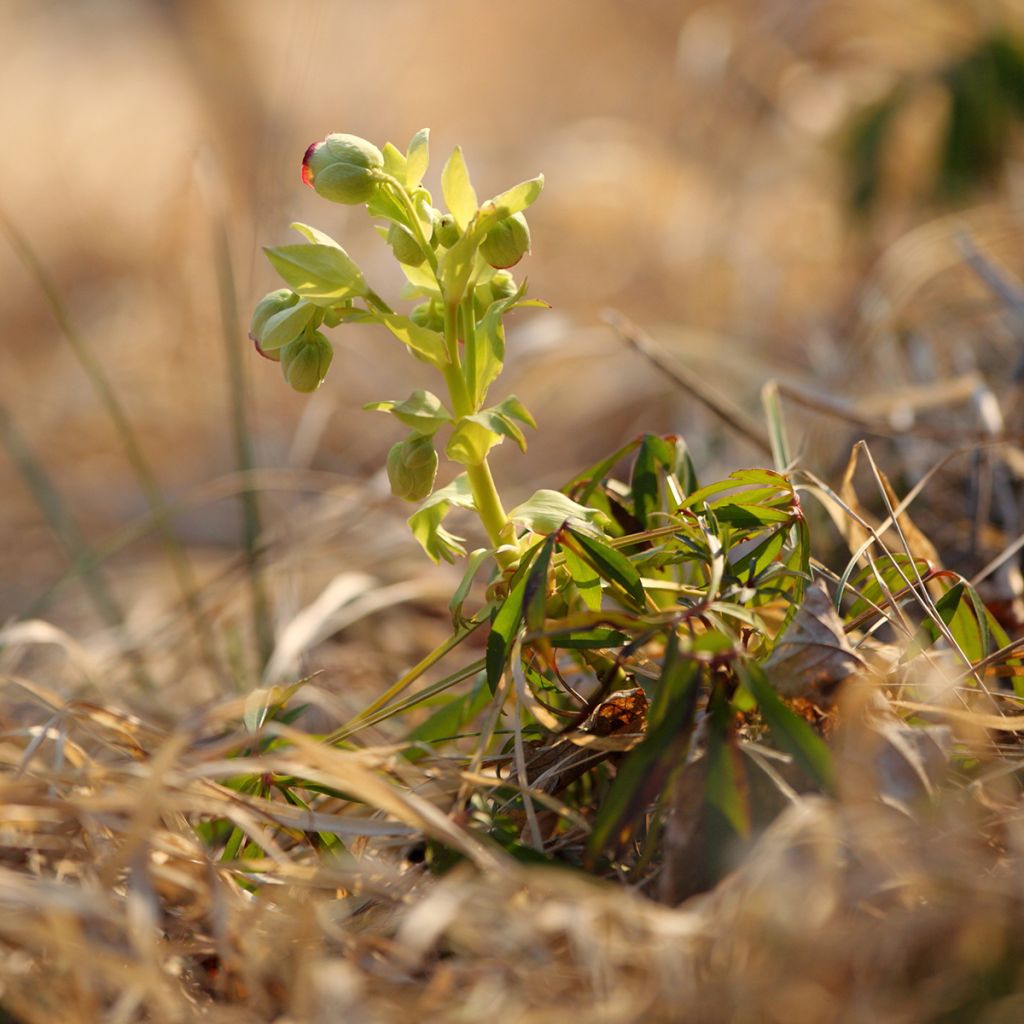 Helleborus foetidus