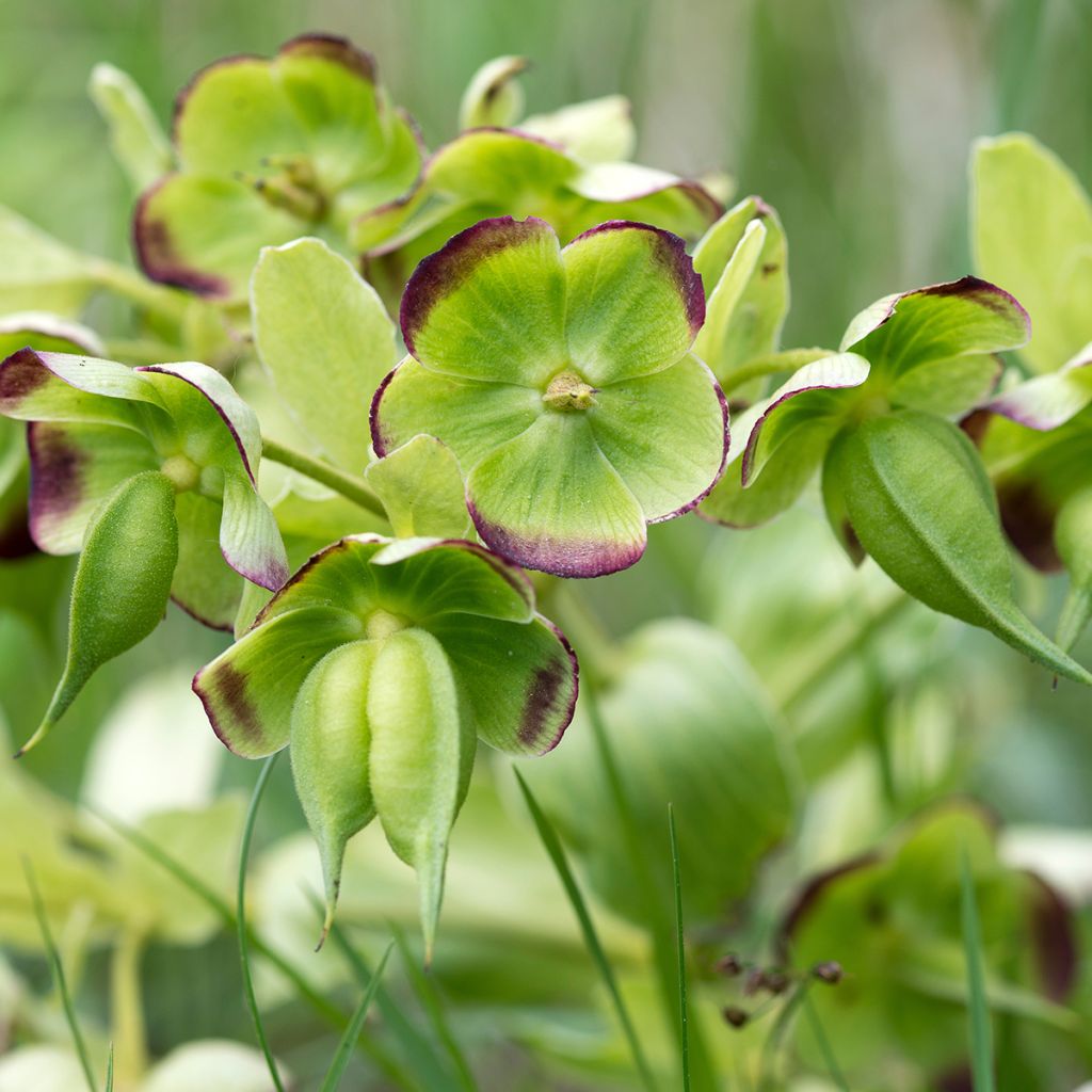 Helleborus foetidus