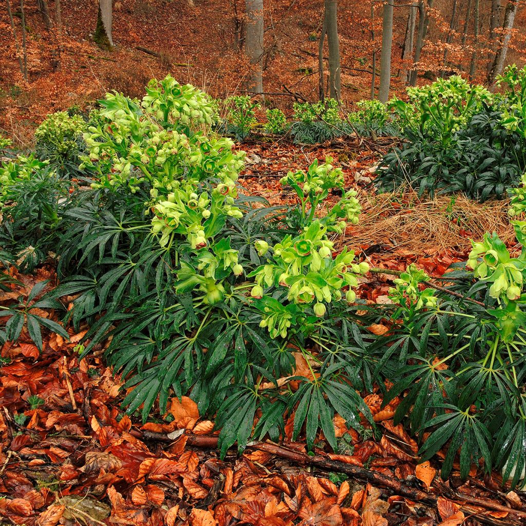 Helleborus foetidus