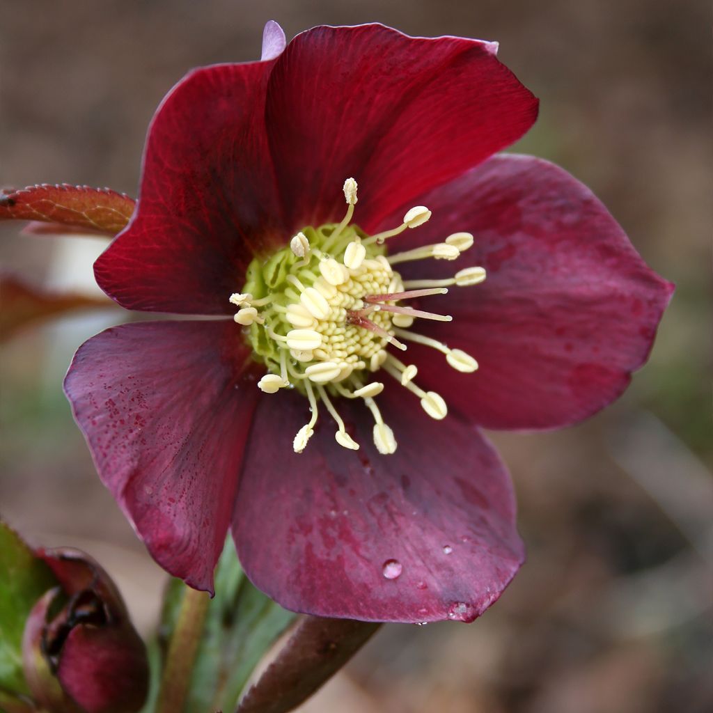 Helleborus orientalis Metallic Blue