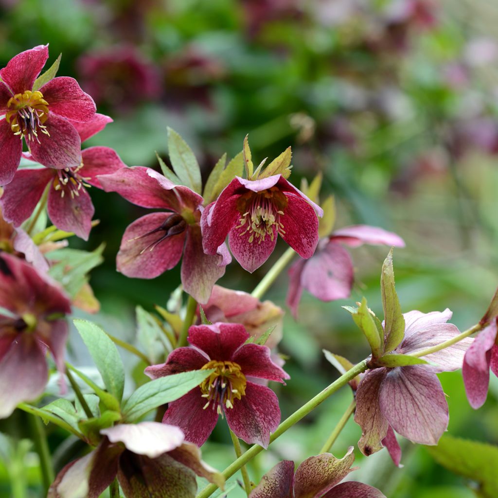 Helleborus orientalis Red Hybrids