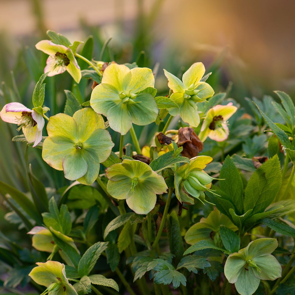 Helleborus orientalis Yellow Lady
