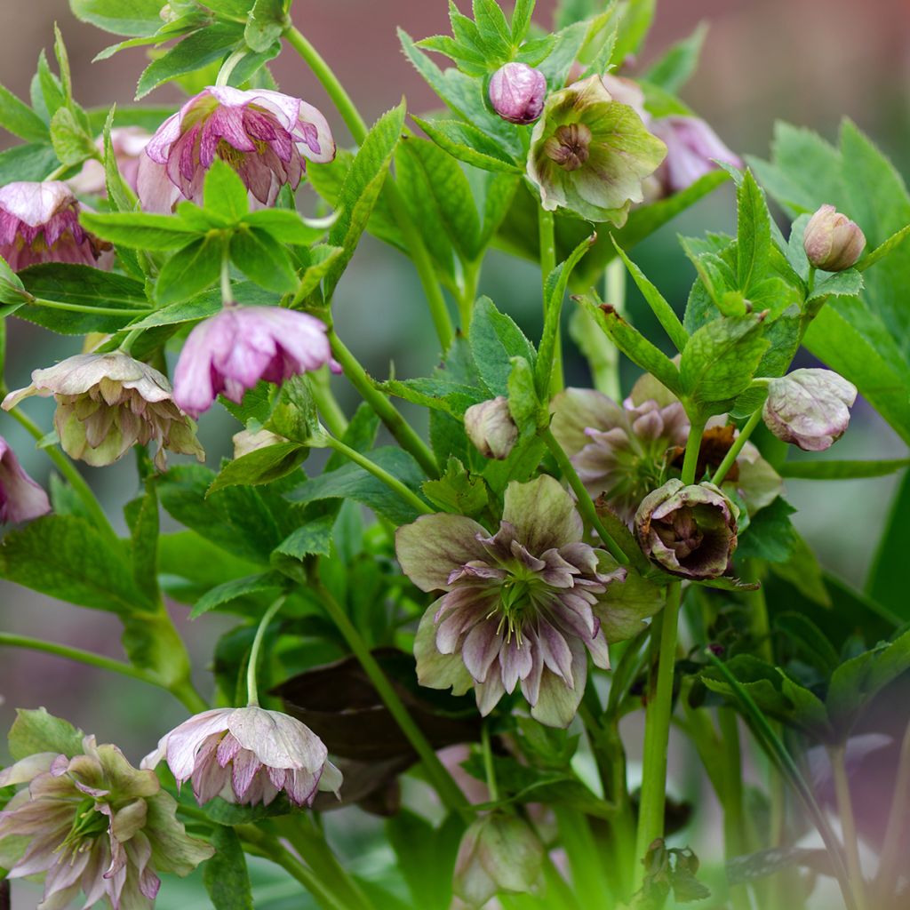 Helleborus torquatus Party Dress Hybriden