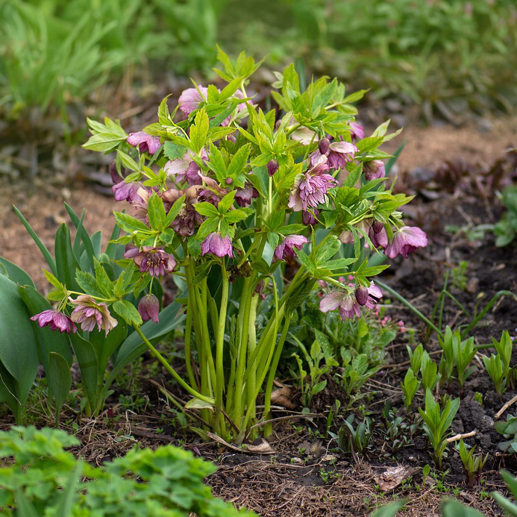 Helleborus torquatus Party Dress Hybriden