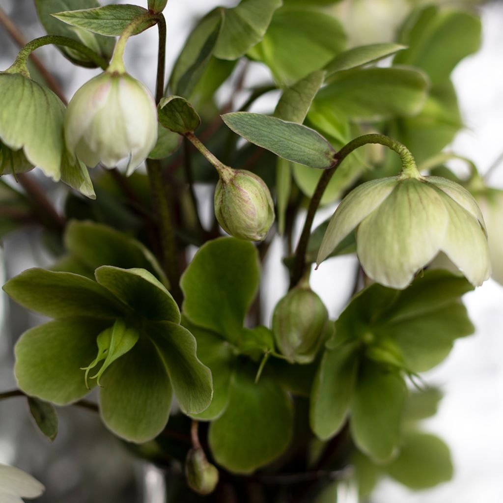 Helleborus thibetanus - Tibet-Nieswurz