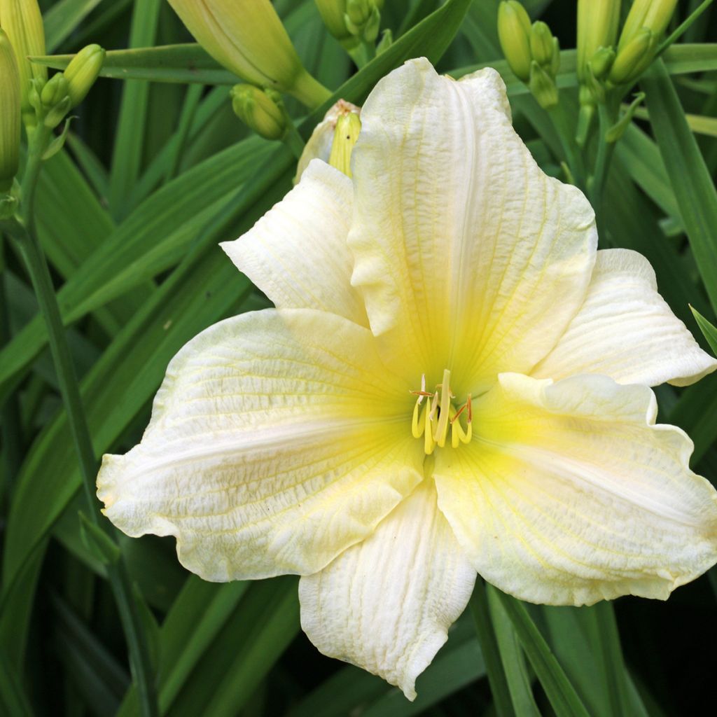 Hemerocallis Agape Love - Taglilie