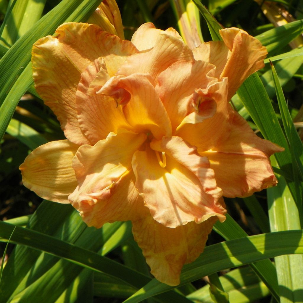 Hemerocallis Angelic Grin - Taglilie