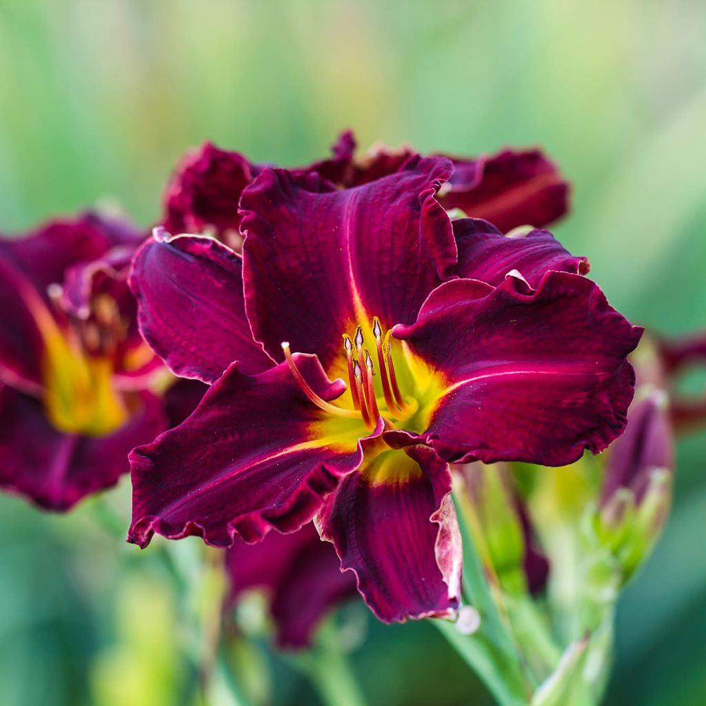 Hemerocallis Bela Lugosi - Taglilie