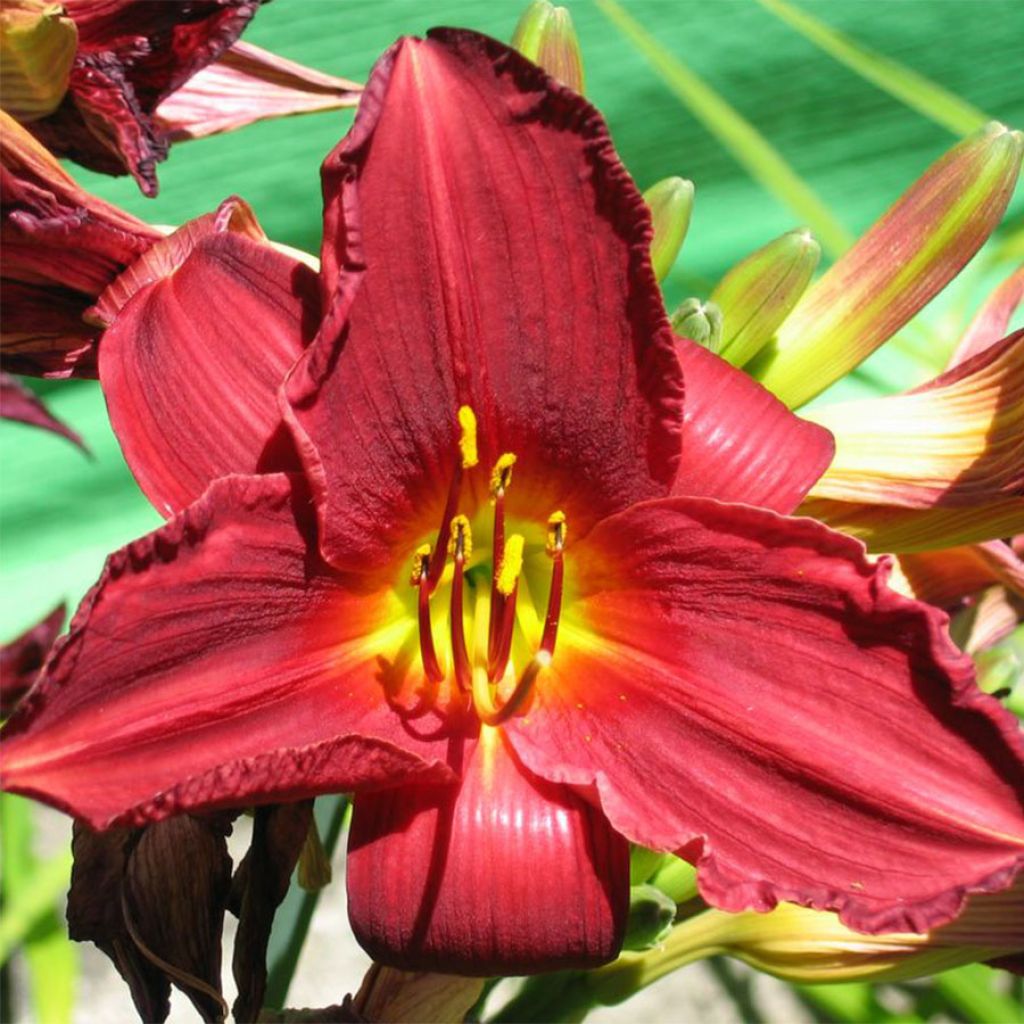 Hemerocallis Bonnie Boy - Taglilie