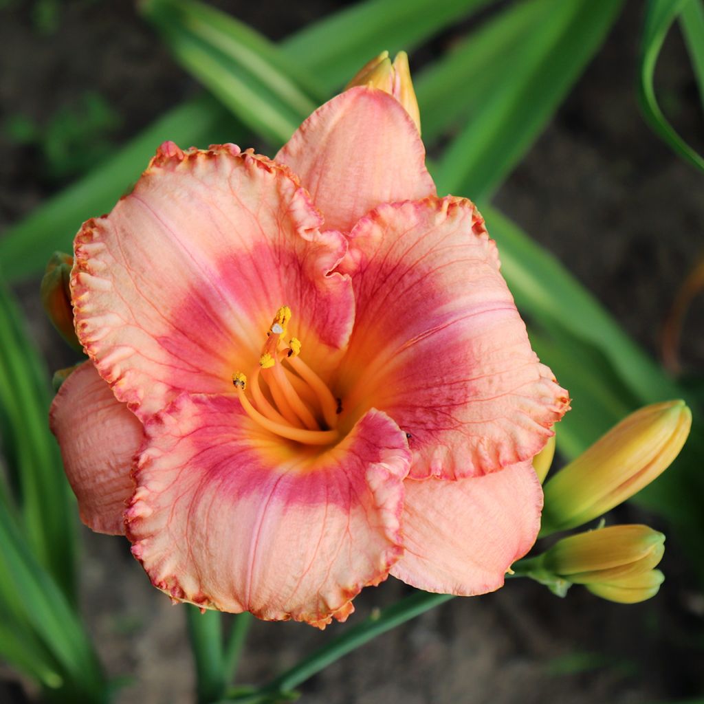 Hemerocallis Candide - Taglilie